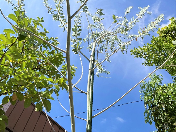 パールアカシアの幹を太く】自立して安定感のあるアカシアにする剪定方法！！ - 植物と生きる幸福(生福[セイフク])